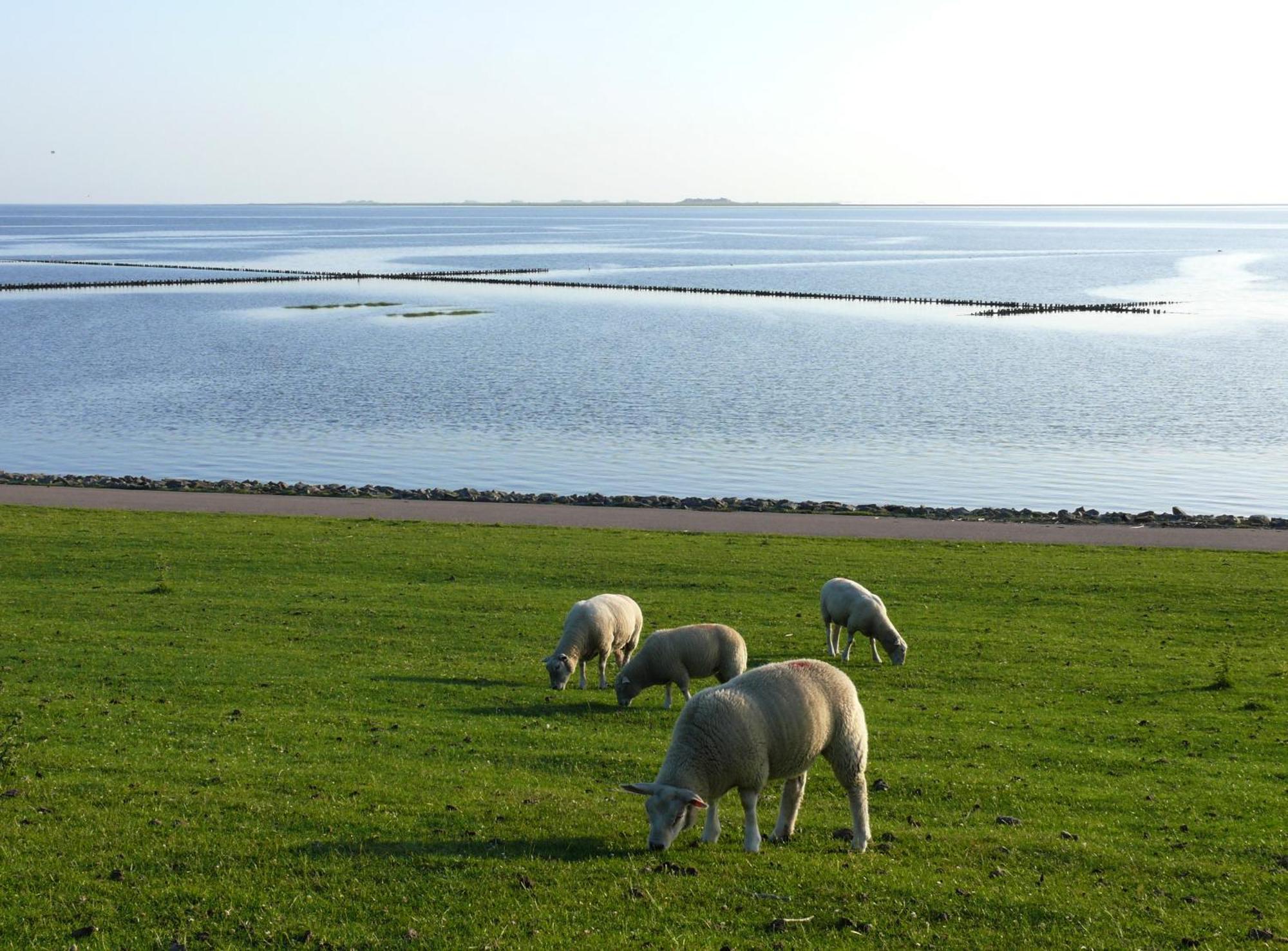 Friesenhaus Am Meer Dagebüll Buitenkant foto
